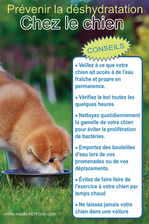 Mon chien est-il déshydraté